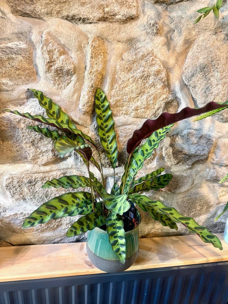 drachenbaum lemon lime giftig Dracaena Lemon Drachenbaum – vielgrün