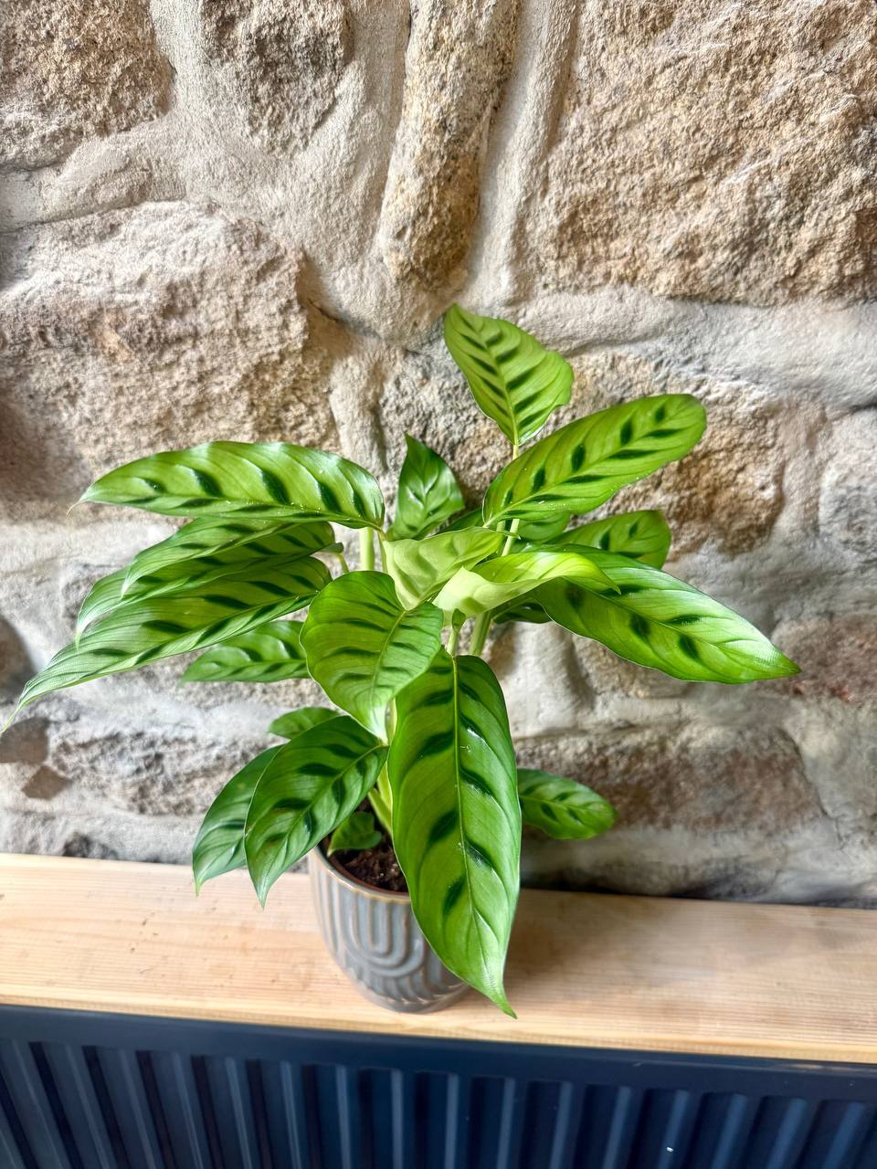 Calathea / Kalatea  roliny o ozdobnych liciach | sklep