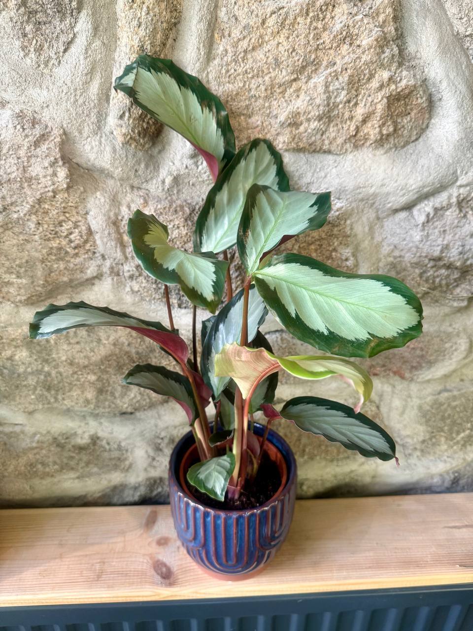calathea velvet touch Velvet Calathea (Calathea Rufibarba) – Plantology USA
