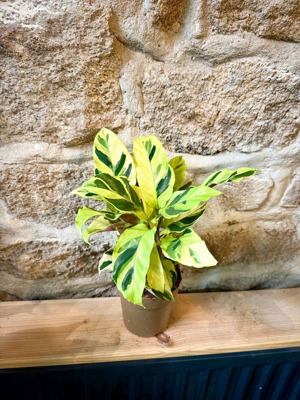 Calathea / Kalatea  roliny o ozdobnych liciach | sklep